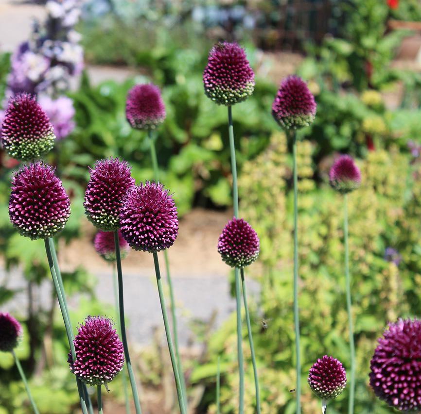 HARDINESS ZONE: 3-10 SOIL: Average Loamy Soil PLANTING DEPTH: 5 HEIGHT: 10 Drumstick Allium Botanical Name: Sphaerocephalon Oval shaped blooms in a deep purple color.