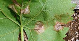 Downy mildew Plasmopara viticola Grape downy mildew is native to North America and affects