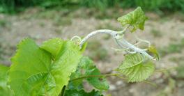 The degree of susceptibility to downy mildew varies between cultivars.