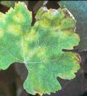 Symptoms The pathogen can infect all green parts of the vines.