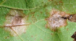 Downy mildew management Susceptibility Vines are susceptible from the appearance of the first leaf (growth stage 7) up until approximately 3 weeks after flowering, when young grapes loose their