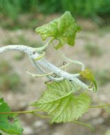 Downy mildew is present (white downy patches). Consider vine growth rate, mode of action and persistence of fungicide, and weather conditions during spraying.