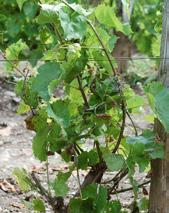 MILVIT approach to downy mildew management MILVIT for Mildew and Viticulture was developed in Europe.