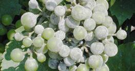 Powdery mildew is present in almost all vineyards and may significantly reduce yields and grape
