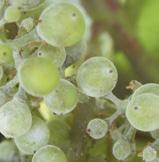 Susceptibility is highest from flowering to veraison. Risk of powdery mildew increases with increasing temperature (20-27 C) and humidity Powdery mildew lesions are present in the vineyard.