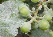 Powdery mildew management based on disease risk estimations Grape powdery mildew is a wind-disseminated disease. In other words, spores produced on lesions are dispersed by wind.