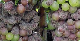 The causal agent Botrytis cinerea, can cause fruit rot in several plants, among which