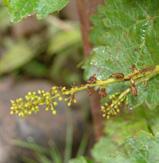 Susceptible cultivars: preventive fungicide sprays starting with new growth Moderately susceptible cultivars: When lesions are detected in the vineyard If rain is forecasted, spray before.