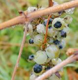 Consider vine growth rate, mode of action and persistence of fungicide, and conditions during spraying. END OF SPRAYS Scout for the presence of symptoms (mummified fruits and cane cankers).