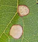 Black rot can infect berries and all new green tissues of the vine (leaves, petioles, shoots, and