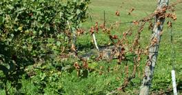 Crown gall Agrobacterium vitis Crown gall is caused by the bacterium Agrobacterium vitis, the pathogen is present in several vineyards and can be a serious problem because it is difficult to control.