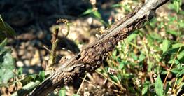 Symptoms In general, crown gall is most severe in areas where winter injuries are common. Vitis labrusca cultivars are less susceptible than hybrids or V. vinifera.