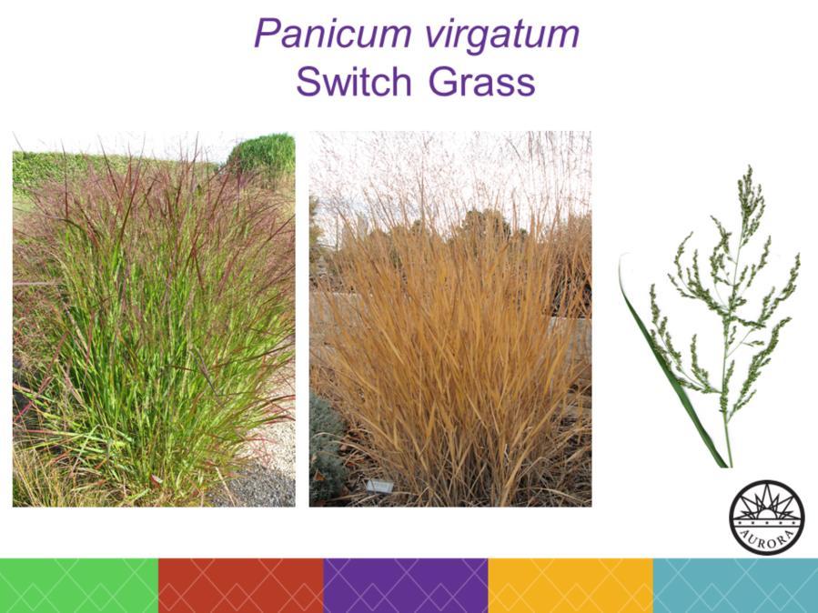 Ornamental, bunch-form grass Hardy to 7000 Sun Very tolerant poor soils, flooding and