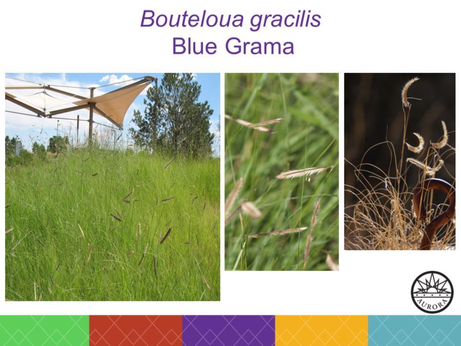 The Colorado State grass Bunch-form grass but over time can form a low-density turf Mature height