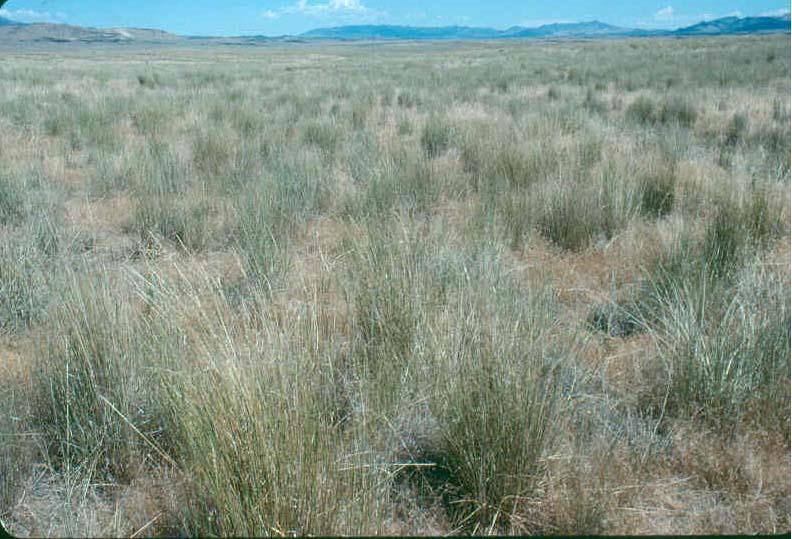 CONVERTED TO INTRODUCED OR NATIVE GRASSES Shrub removal occurred and competitive grasses prevent natural recovery; Crested wheatgrass & Russian wildrye are very competitive and can persist as