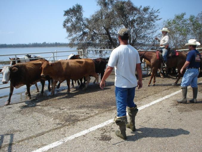 Louisiana cattle producers have more than 1 million acres in pasture and hay