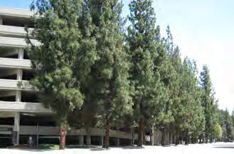 8-foot-wide setback and staggered with the street trees. In combination, the setback and street trees should screen the parking structure from view.