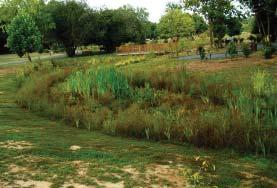 A Rain Garden can be... Rain gardens can be readily implemented throughout our communities to begin the process of re-establishing the natural processes of the land.