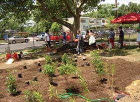 Summer air temperatures can be three to six degrees cooler in tree-shaded neighborhoods. How do you build a rain garden?