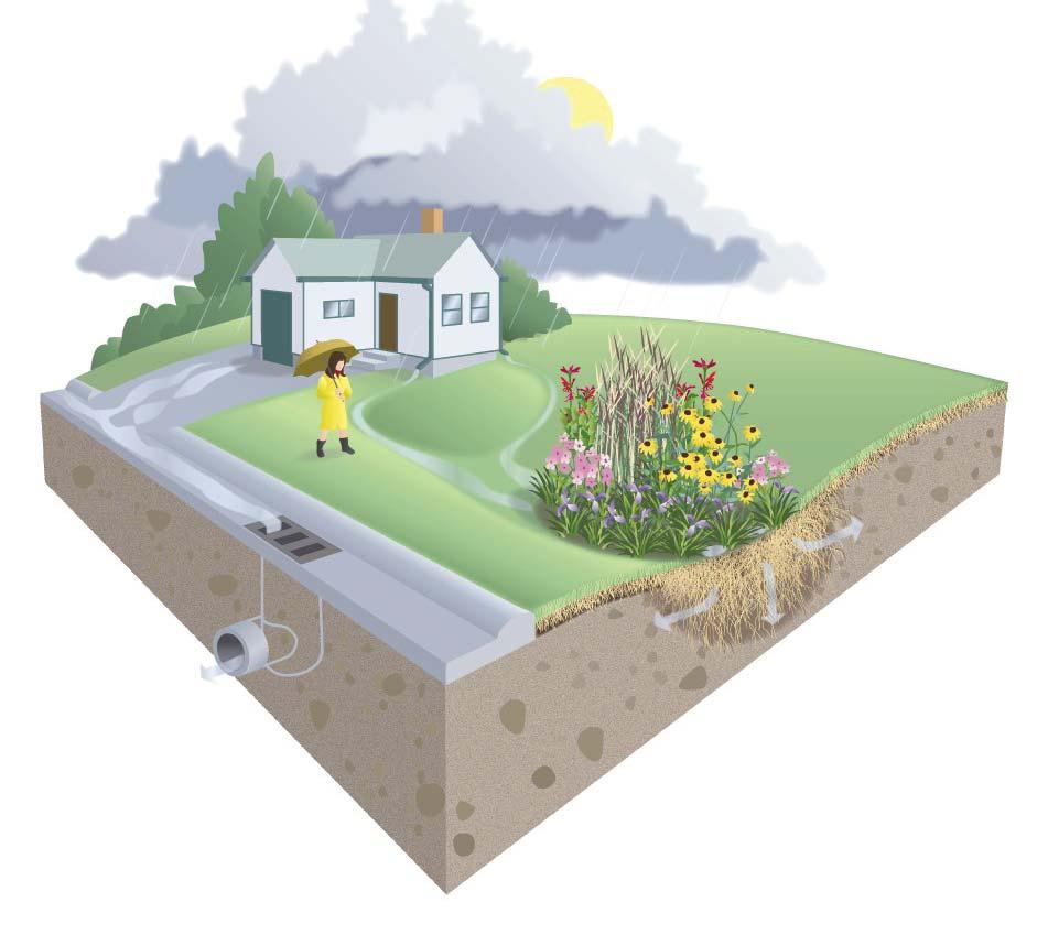 CAPTURE A rain garden catches runoff and holds standing water for no more than 24 hours FILTER In the soil, microbes break down pollutants and nutrients washed in by the rain INFILTRATE Deep-rooted