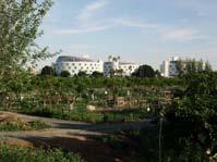 STSM: URBAN ALLOTMENT GARDENS IN THE CITY IN CRISIS Institutional support and initiatives All gardens in Sevilla were born from grass root movements Two public institutions supported the creation of