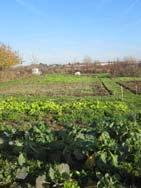 AUPA PROJECT: NEW FORMS OF URBAN AGRICULTURE FOR ACCESS TO SUSTAINABLE FOOD AND JOBS Specific question on gardening and access to food : to which extent and how do urban gardens contribute to