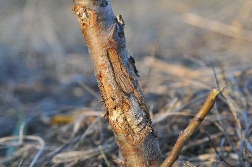 Trunks and roots of apple trees are among the favorite meals for mice. There is probably no damage yet.