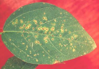 Leaf Diseases Leaf Diseases Leaf diseases can be caused by a large number of pathogens, some of which cause diseases on roots, stems, pods, and seeds. Some only occur, or primarily occur, on leaves.