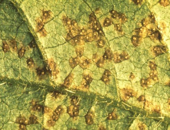 Leaf Diseases RUST RUST The first symptoms may appear as small yellow, tan to dark-brown, or reddishbrown
