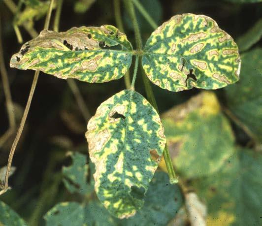 Root Diseases SUDDEN DEATH SYNDROME SUDDEN DEATH SYNDROME The most prominent symptoms occur on foliage and include interveinal chlorosis, necrosis, and