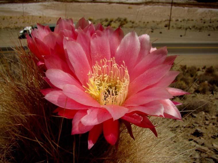 We will include all of the upright growing Echinopsis (for the most part the old Trichocereus), Cleistocactus. Basically any cactus that tends to grow relatively tall and relatively skinny.