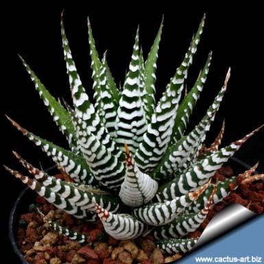 Succulent Plants of the Month Haworthia and Gasteria These two genera are closely related and likewise related to Aloe plants, all in the family Aloaceae.