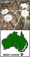 Clumping shrubs: Giant liriope (Liriope muscari 'Evergreen Giant'), ctenanthe (Ctenanthe 'Grey Star'), spider lily (Hymenocallis littoralis)