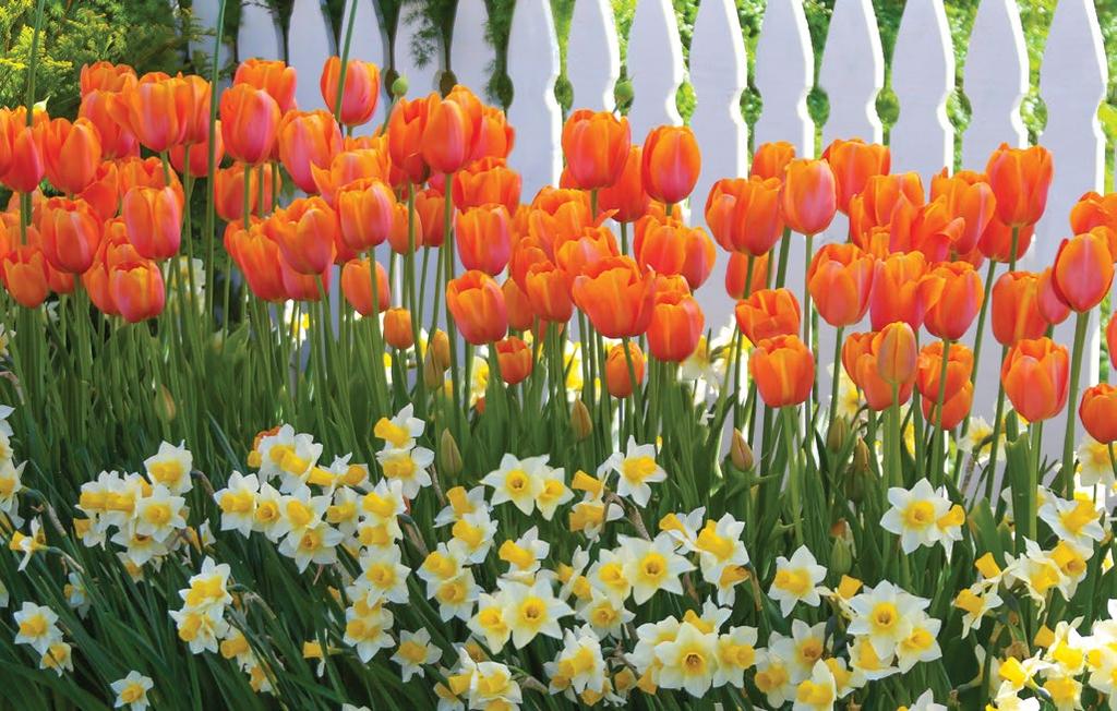 Fence Gardens Soften fences and property lines Tulips & Daffodils Daffodils How to Plant