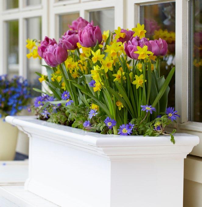 Containers and Window Boxes