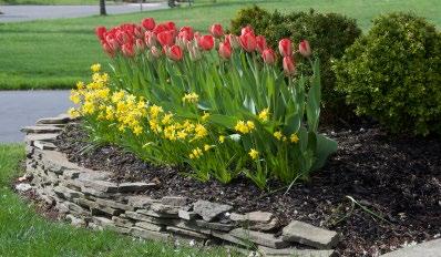 Hybrid Tulips with miniature daffodils in