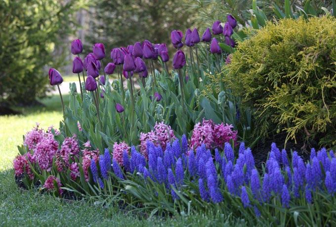 Layer tulips, hyacinth and muscari in