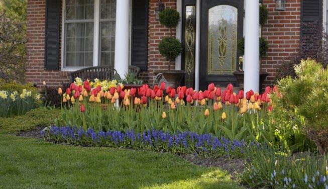 Spring-blooming bulbs add curb appeal to homes