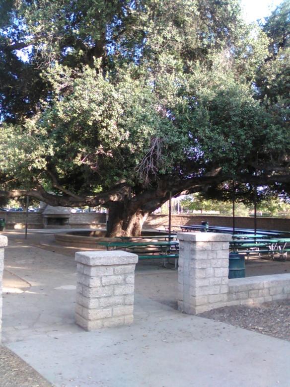 Annual San Gabriel Valley Cactus and Succulent Society PICNIC This year the picnic will be at the Arcadia Community Regional County Park. (also known as Arcadia County Park).
