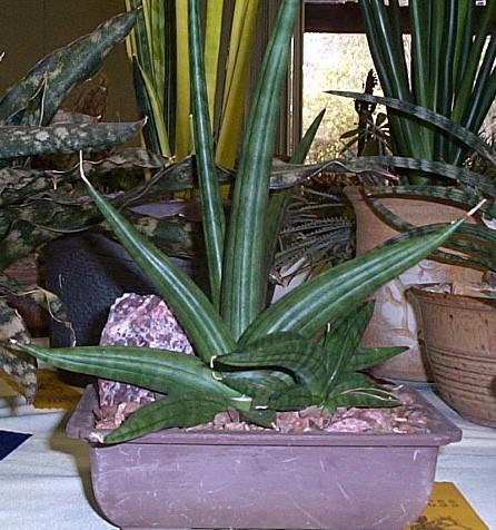 A variegated pup will appear on an otherwise normal plant. The variegation can be preserved by removing the pup and a portion of the rhizome and growing it on.
