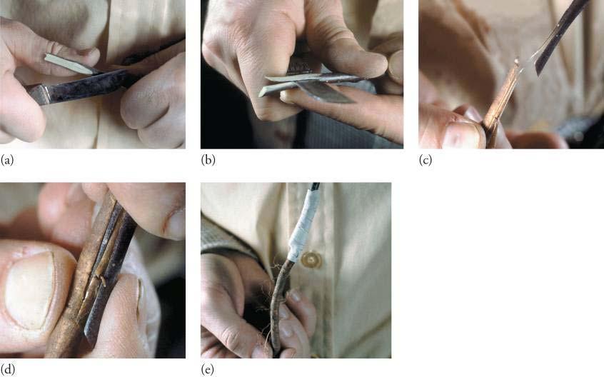 (c and d) Fitting and locking the tongues of the graft partners. (e) Wrapping the whole-root apple graft with grafting tape.