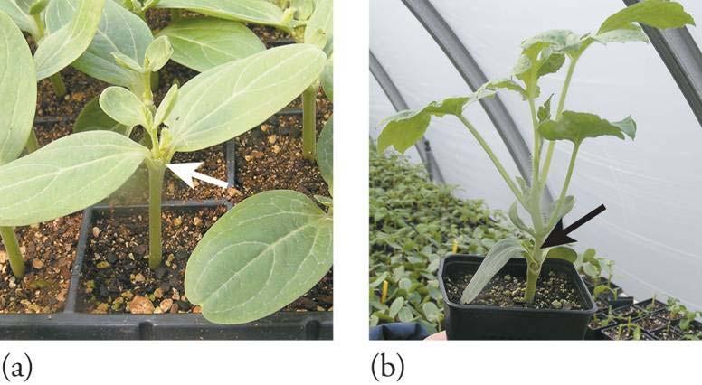 TYPES OF GRAFTS Figure 12 15 (a and b) Hole insertion graft (HIG) for grafting watermelon to squash rootstock.