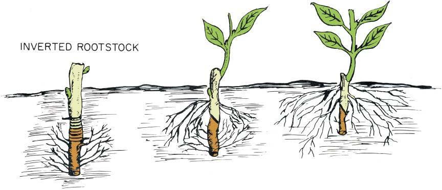 TYPES OF GRAFTS Figure 12 26 Reversing the polarity of the rootstock piece of the root graft is one method of nurseroot grafting.