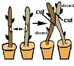 In the method shown, the rootstock piece is inverted, so the distal of the rootstock is temporarily joined to the proximal of the scion.