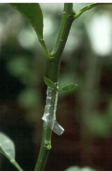 dehydration. In some laboratories, the rootstock is bent to force the development of the re-graft.