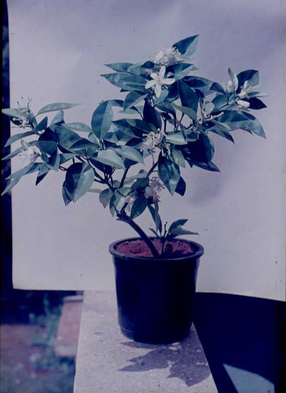 number of shoot-tip grafted plants from the same source (infected cultivar or accession).
