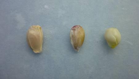 Carrizo seeds: with both seed coats (left); with the inner seed coat (center); without seed coats (right). 1.