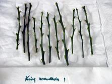 Figure 53. Budsticks after treatment with fungicide and miticide. Figure 54. Budsticks in plstic bags.