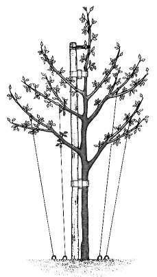 Therefore buy a feathered maiden, because the laterals on such a tree are naturally formed at the correct angle.