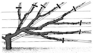 Planting and spacing Plant the tree when dormant in early spring. Prepare the soil and plant, stake and tie as for the sweet cherry (see page 62).